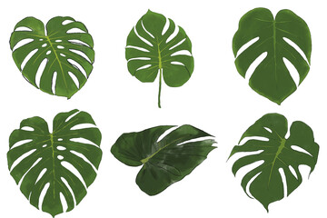 Monstera deliciosa tropical green leaf collection isolated on white background in watercolor style © novembro
