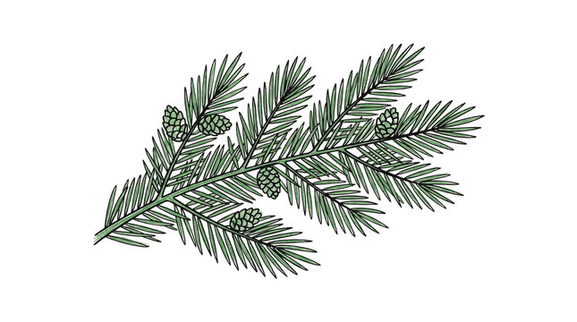 Pine branch with cones illustration.