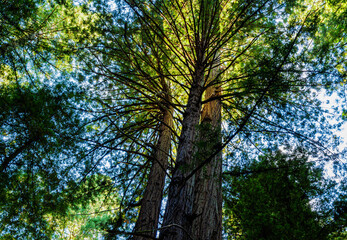Fototapeta premium Sunlight Streaming Through Coastal Redwood Forest, Armstrong Redwoods State Natural Reserve, Guerneville, California, USA