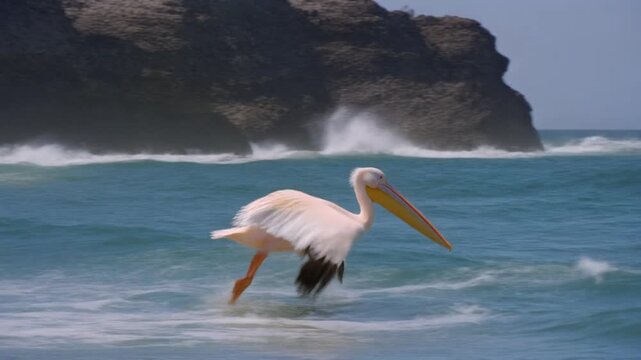 Great white pelican flying over ocean waves near rocky coast