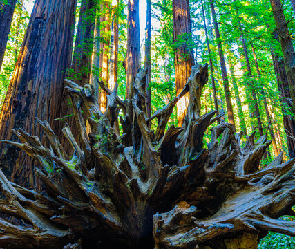 Bottom of Uprooted Coastal Redwood Tree in Coastal Redwood Forest, Armstrong Redwoods State Natural Reserve, Guerneville, California, USA