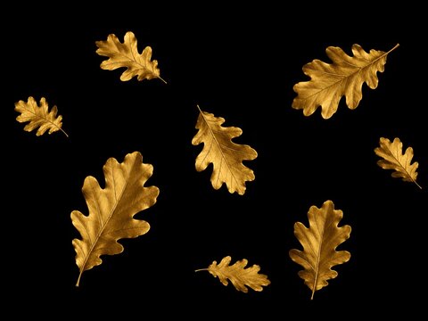 Golden oak leaves on black background