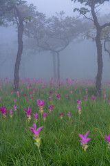 Fototapeta premium Siam tulips blooming in the foggy mountain forest, Thailand