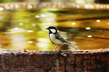 A Japanese tit is standing on a stone basin where cherry blossom petals are floating. © toritori_moumou