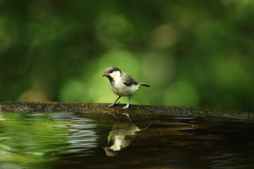 Amidst the fresh greenery, a young Japanese Tit stands on a stone water basin. © toritori_moumou