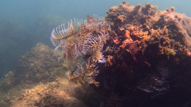 Hydroids thriving on underwater rocks, forming a vibrant marine ecosystem with diverse life and clear blue water