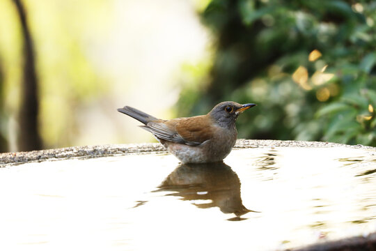 From among the lush green trees, a Pale Thrush is bathing in a stone basin.