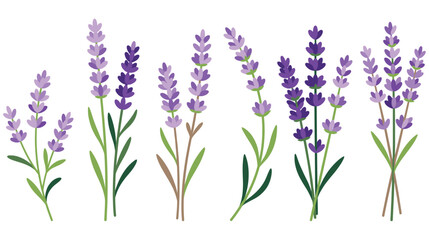 Fototapeta premium Lavender flowers collection vector set isolated on white background clipart.