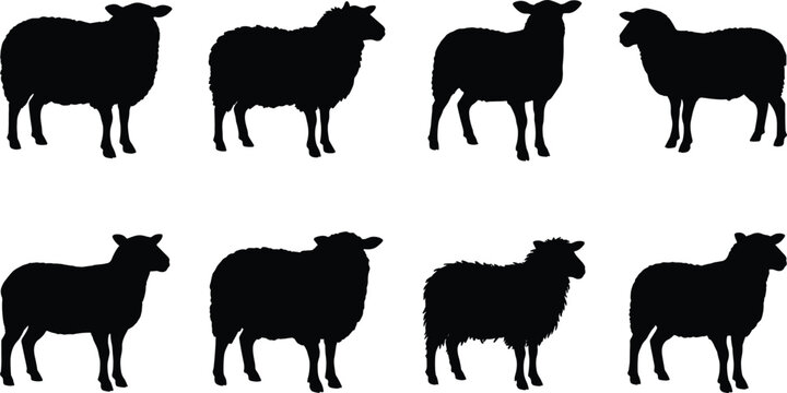 Domestic farm animals vector graphics bundle highlighting diverse fluffy livestock ewe ram mutton side view profiles