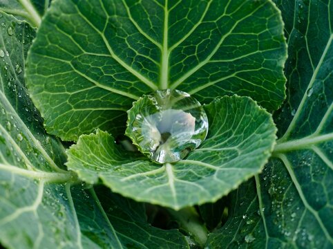 Macro closeup of a single, perfectly round dewdrop resting on a vibrant green cabbage leaf, reflecting the surrounding nature.