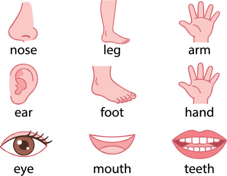 Educational human body parts vocabulary chart for kids featuring cartoon eye nose ear hand foot and mouth