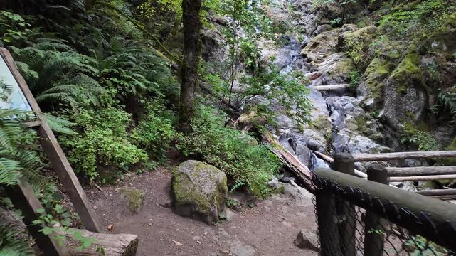 4K action camera hiking footage on Hamilton Mountain trail through dense green summer forest in Columbia River Gorge, Washington, USA, outdoor adventure, active lifestyle and nature recreation