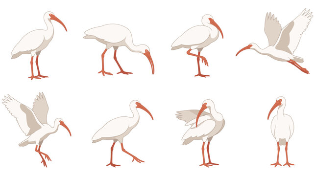 White ibis birds collection in various poses for nature wildlife design projects.