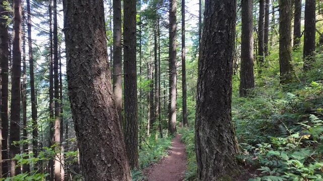 4K action camera hiking footage on Hamilton Mountain trail through dense green summer forest in Columbia River Gorge, Washington, USA, outdoor adventure, active lifestyle and nature recreation