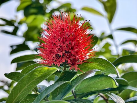 Close up of stunning red powderpuff combretum flower blooming in bright daylight with lush green leaves