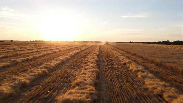Golden Wheat Agriculture Field at Sunset with Harvested Stubble Rows, Parallel Tire Tracks, Rural Farmland Landscape, Glowing Sky, Peaceful Horizon, and Textured Farming Scene
