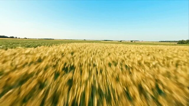 Golden wheat agriculture field with green and golden crop rows beneath clear blue sky, peaceful rural landscape, textured grain crop, expansive farmland, abundant harvest, distant countryside views
