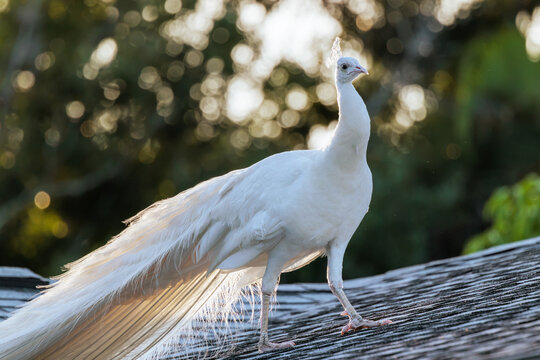 White version of Indian peafowl (Pavo cristatus), aka common or blue peafowl, living feral in a Florida neighborhood. Males (shown here) are peacocks, females are peahens, and offspring are peachicks.