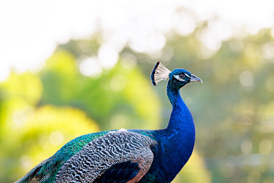 Indian peafowl (Pavo cristatus), aka common or blue peafowl, living feral in a Florida neighborhood. Males (shown here) are peacocks, females are peahens, and offspring are peachicks.