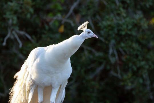 White version of Indian peafowl (Pavo cristatus), aka common or blue peafowl, living feral in a Florida neighborhood. Males (shown here) are peacocks, females are peahens, and offspring are peachicks.