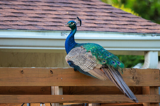 Indian peafowl (Pavo cristatus), aka common or blue peafowl, living feral in a Florida neighborhood. Males (shown here) are peacocks, females are peahens, and offspring are peachicks.