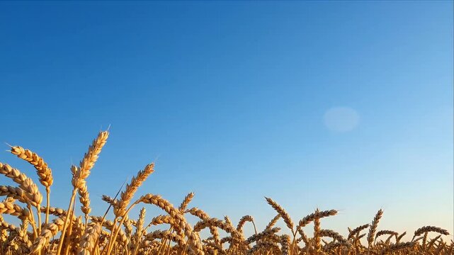 Golden wheat agriculture field beneath clear blue sky, mature grain crop and cereal growth creating peaceful rural landscape, warm sunlight, abundant harvest, countryside farm scenery