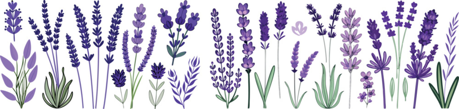 Set of hand drawn purple lavender flowers and herbs isolated illustrations for floral design and nature patterns