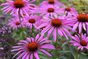 Fototapeta premium Beautiful Blooming Pink Echinacea Flowers Growing in Garden Bed