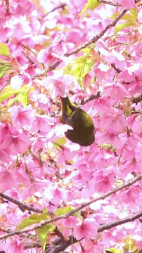 【縦動画】満開の早咲き桜、河津桜の花蜜を食べて飛び立つメジロ  4K  環境音あり