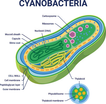 Cyanobacteria Cell Anatomy Labeled Vector Diagram Featuring Thylakoid Membrane Carboxysomes Peptidoglycan Layer and Cell Wall Structures