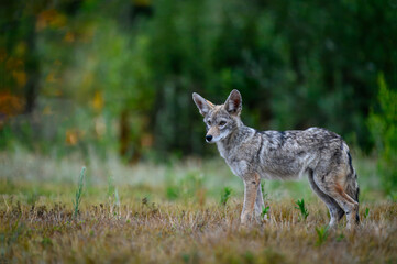 A solitary coyote pup (Canis latrans) stands alert in short grass, looking toward the camera against a softly blurred green woodland background. © Erik Morgan