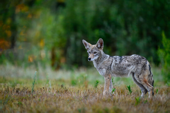 A solitary coyote pup (Canis latrans) stands alert in short grass, looking toward the camera against a softly blurred green woodland background.