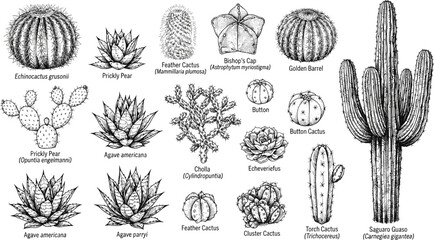 Naklejka premium Botanical cactus sketch collection featuring saguaro agave prickly pear barrel succulent species with scientific name labels