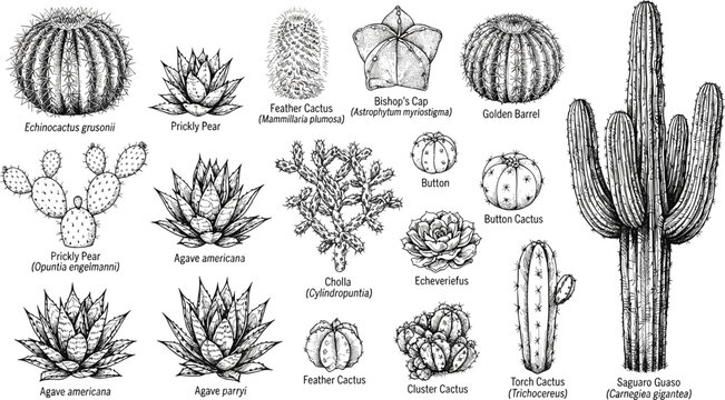 Botanical cactus sketch collection featuring saguaro agave prickly pear barrel succulent species with scientific name labels