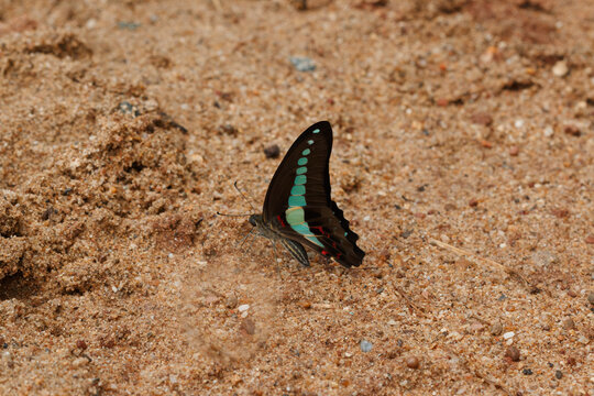 A butterfly foraging for food on the ground.