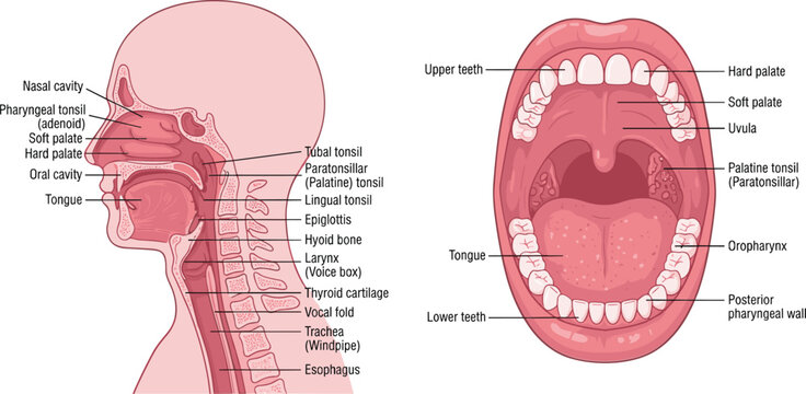 Anatomy of human mouth and throat cavity diagram with labels showing tongue teeth palate tonsils uvula and larynx