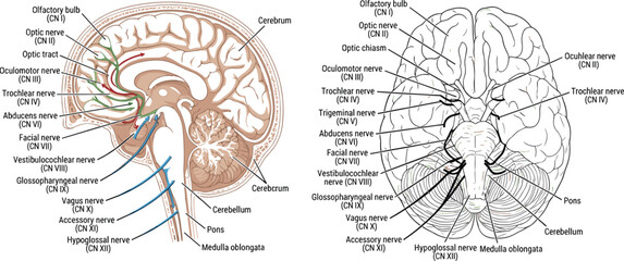 Obraz premium Human brain anatomy and 12 cranial nerves diagram collection showing sagittal section and inferior view with brainstem paths