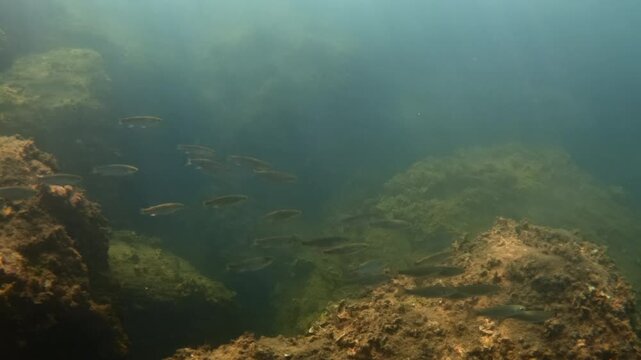 Sunlight beams creating beautiful patterns underwater, illuminating marine life swimming near rocks and algae in the deep sea