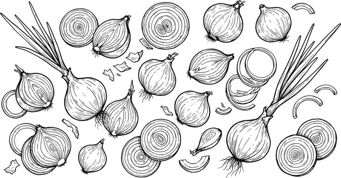 Hand drawn onion vegetable vector set featuring whole bulbs sliced rings and green scallion leeks for culinary design