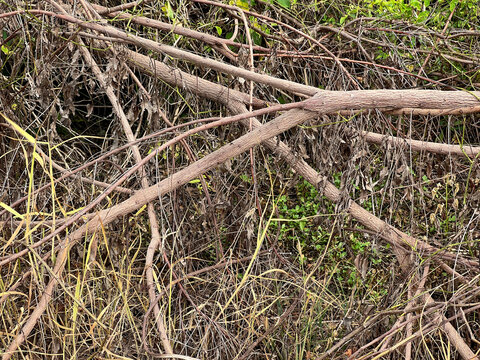 dead tree branches in the forest