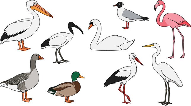 Water birds vector set with swan flamingo pelican duck goose stork ibis seagull and egret illustration
