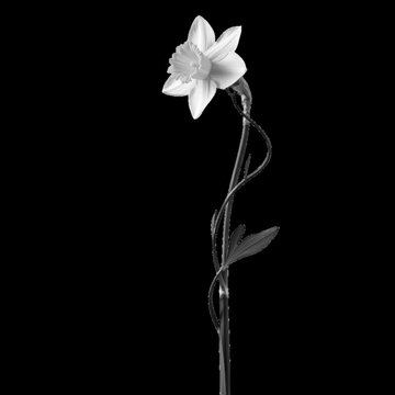 A single white daffodil flower on a long green stem with leaves, captured against a solid , for a clean, and artistic presentation isolated on a transparent background