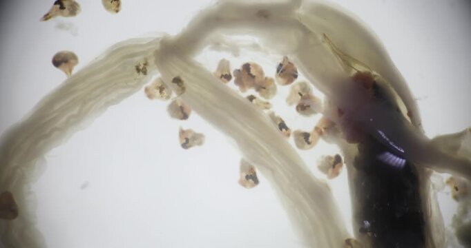 Freshwater Trematode Parasites: Clinostomum, Postorchigenes and Thapariella spp. for education in Lab.