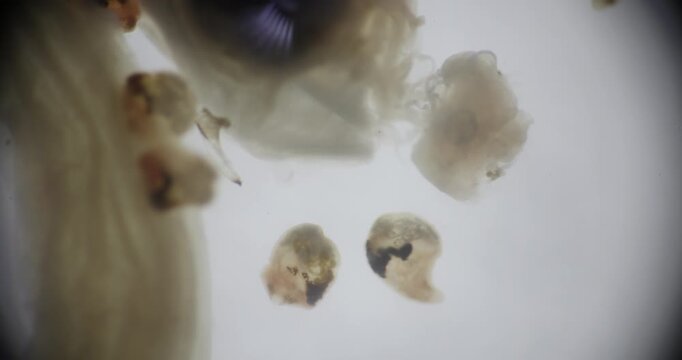 Freshwater Trematode Parasites: Clinostomum, Postorchigenes and Thapariella spp. for education in Lab.