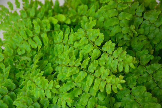 Detailed macro shot of Adiantum foliage, indoor tropical houseplant concept