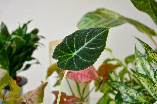 Close up of an Alocasia Black Velvet plant with dark green velvety leaves and prominent white veins