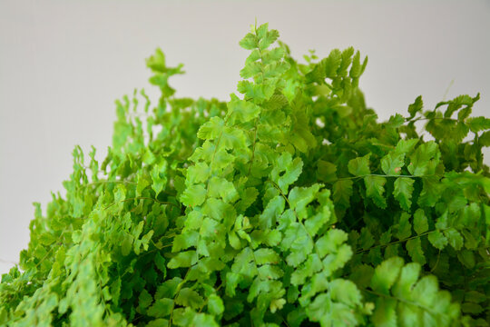 Detailed macro shot of Adiantum foliage, indoor tropical houseplant concept