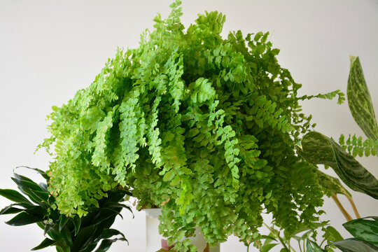 Indoor tropical plant arrangement featuring a hanging maidenhair fern for home decoration