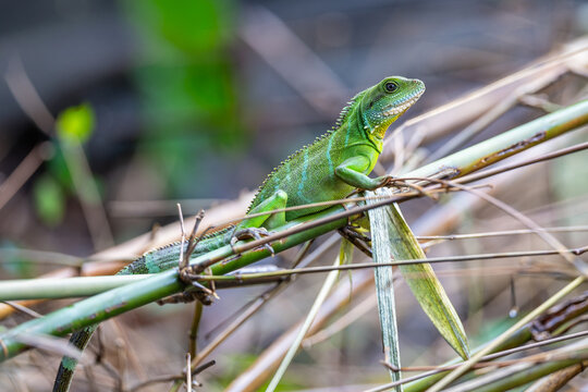 Chinese water dragon (Physignathus cocincinus), rare wildlife in the tropical forest.