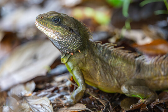Chinese water dragon (Physignathus cocincinus), rare wildlife in the tropical forest.